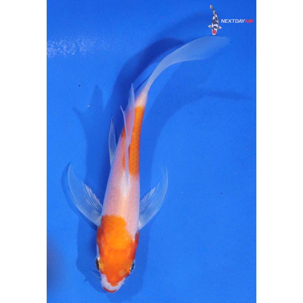 5” Imported Kohaku Butterfly Koi