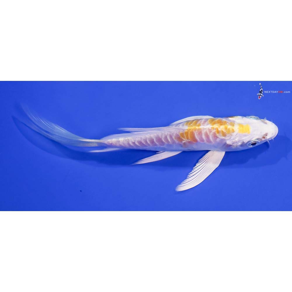 5” Imported Doitsu Lemon Hariwake Butterfly Koi