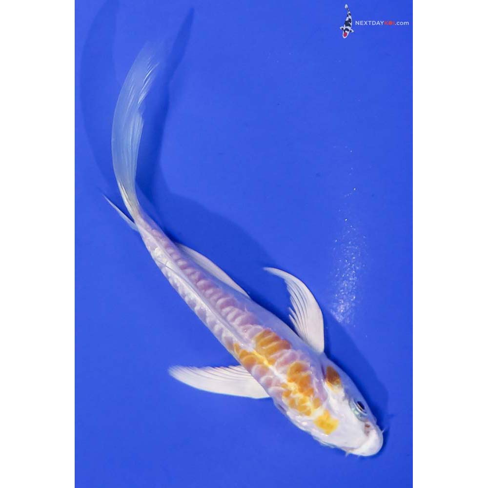 5” Imported Doitsu Lemon Hariwake Butterfly Koi