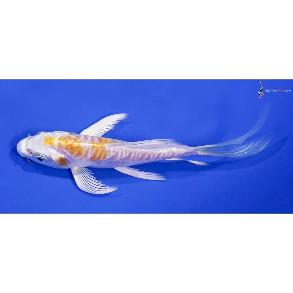 5” Imported Doitsu Lemon Hariwake Butterfly Koi