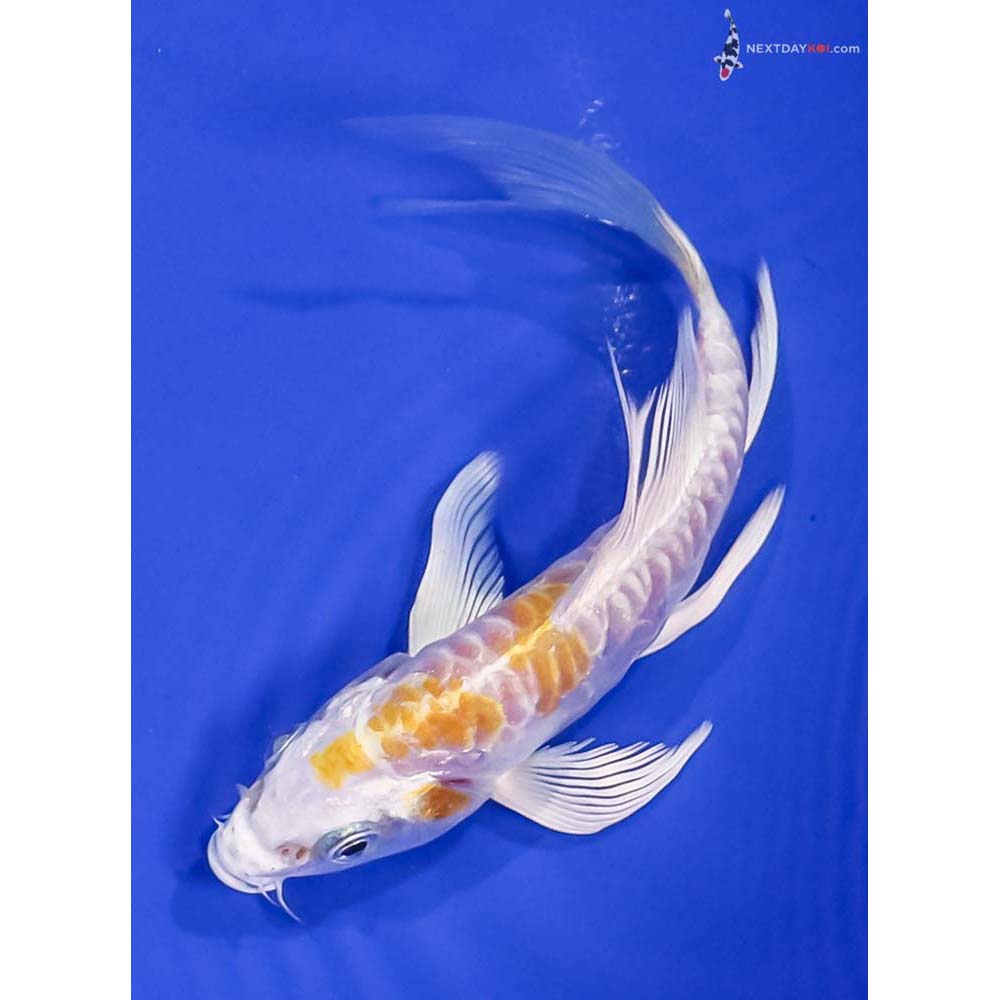 5” Imported Doitsu Lemon Hariwake Butterfly Koi