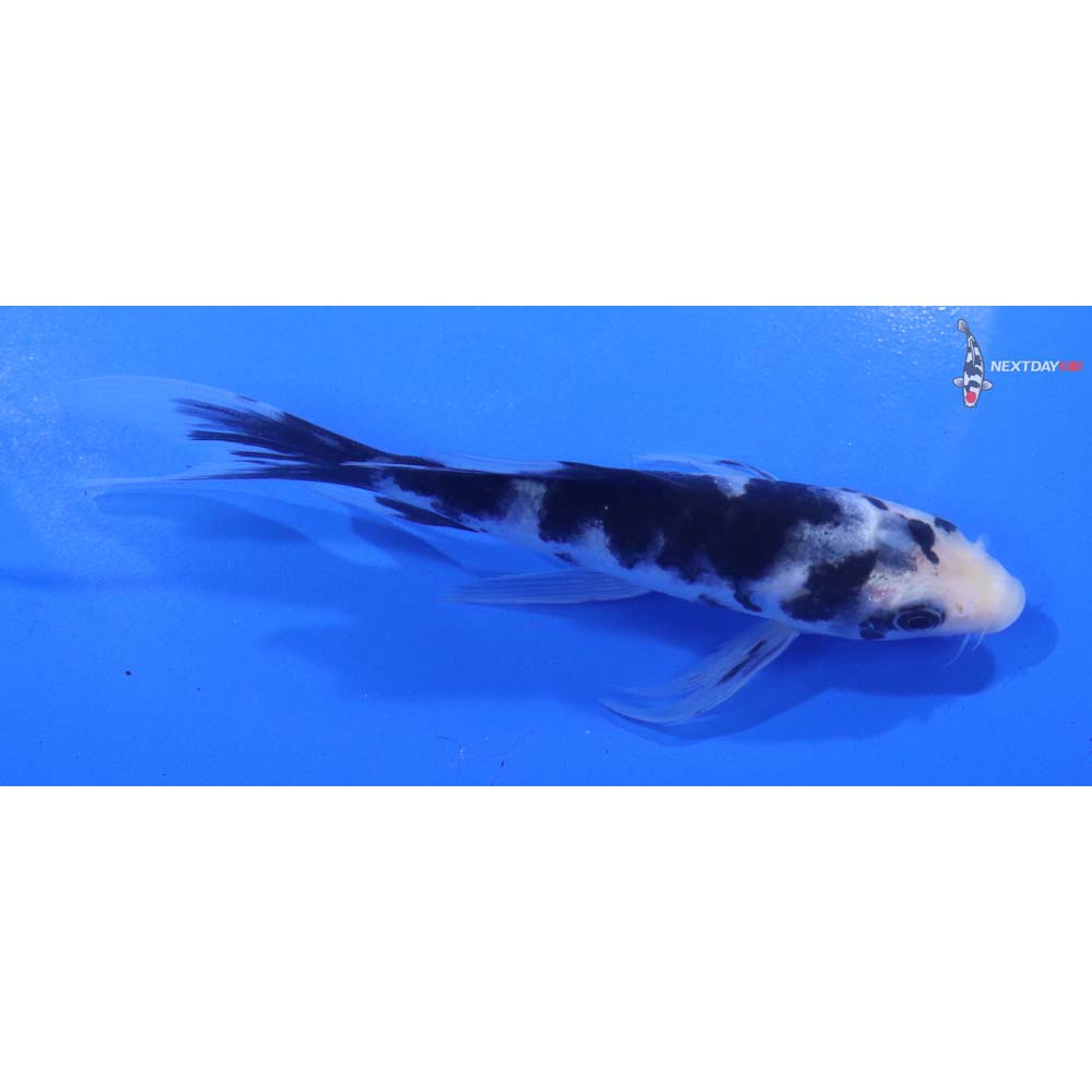 5” Imported Shiro Bekko Butterfly Koi