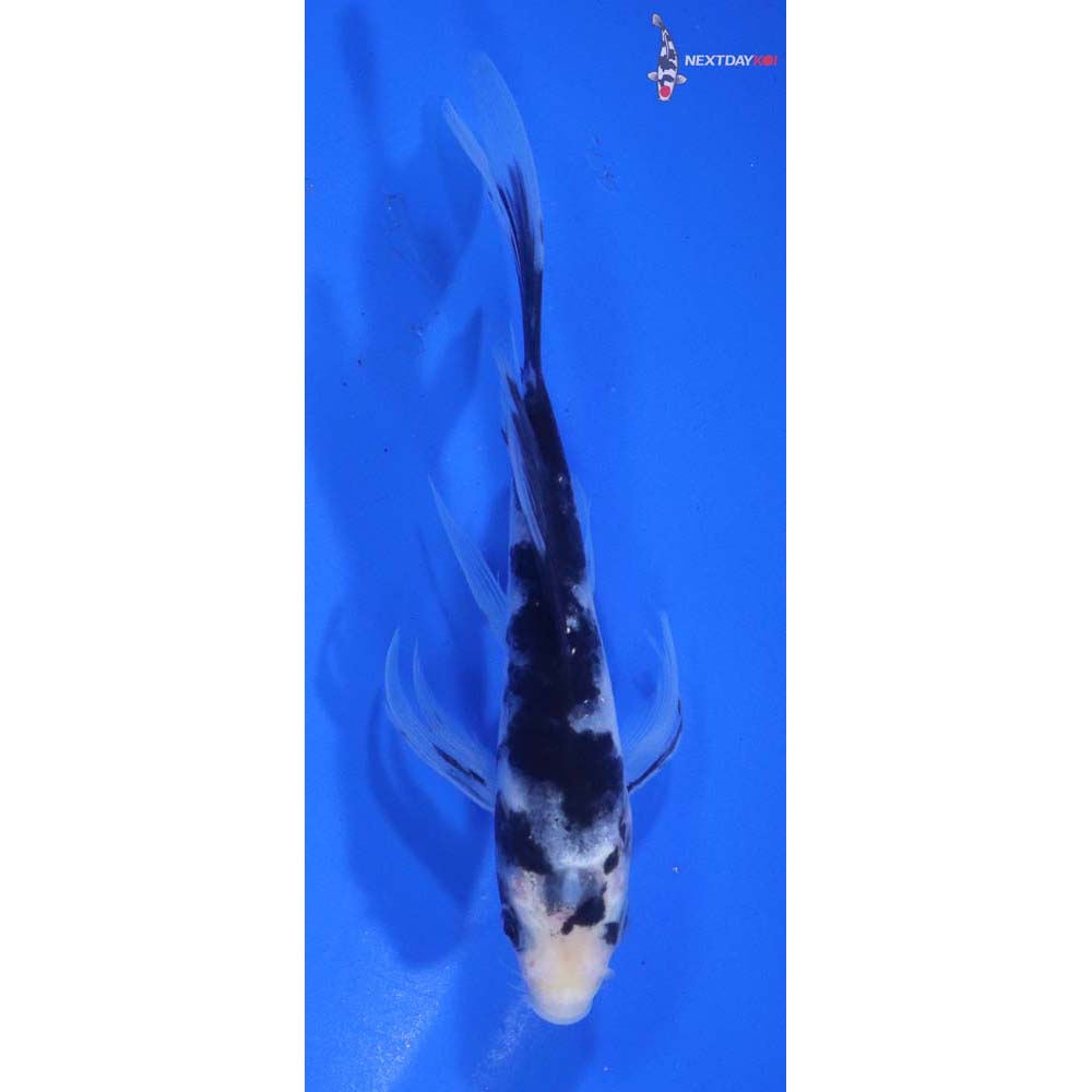 5” Imported Shiro Bekko Butterfly Koi
