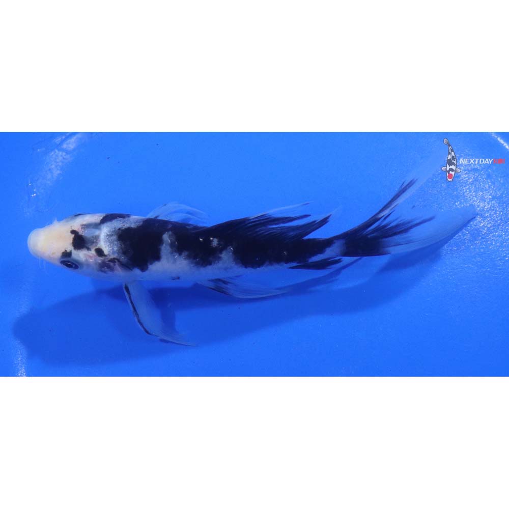 5” Imported Shiro Bekko Butterfly Koi