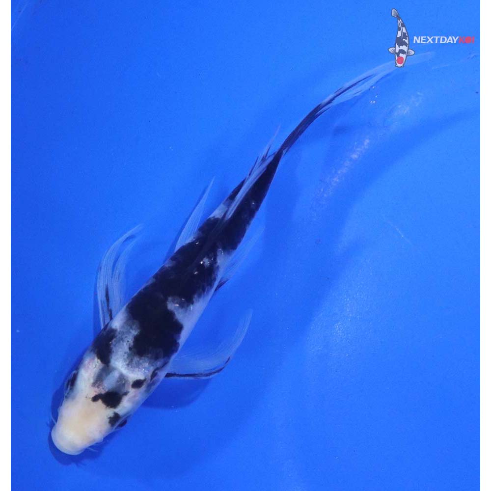 5” Imported Shiro Bekko Butterfly Koi