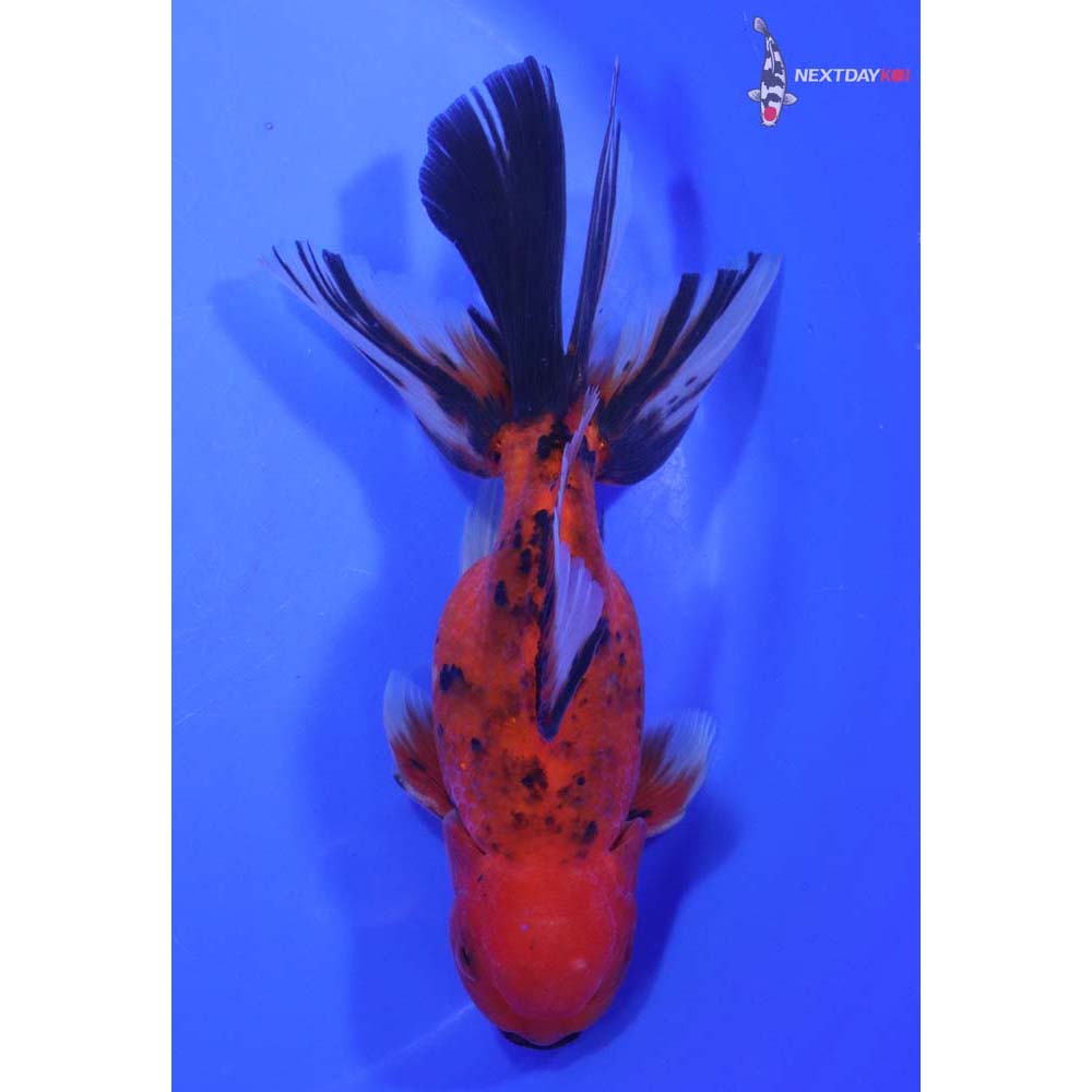7” Imported Calico Oranda
