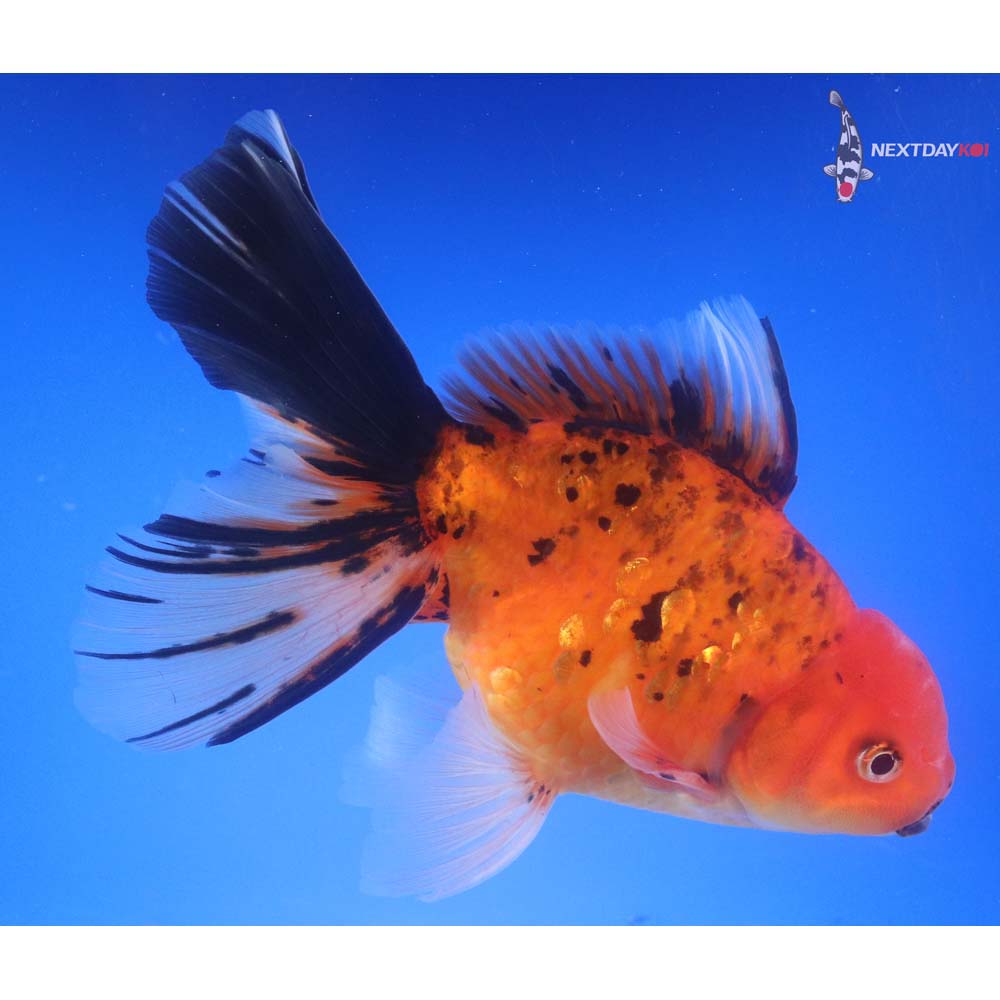 7” Imported Calico Oranda