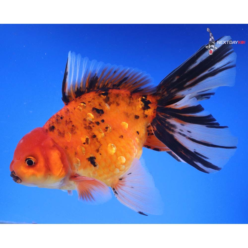 7” Imported Calico Oranda