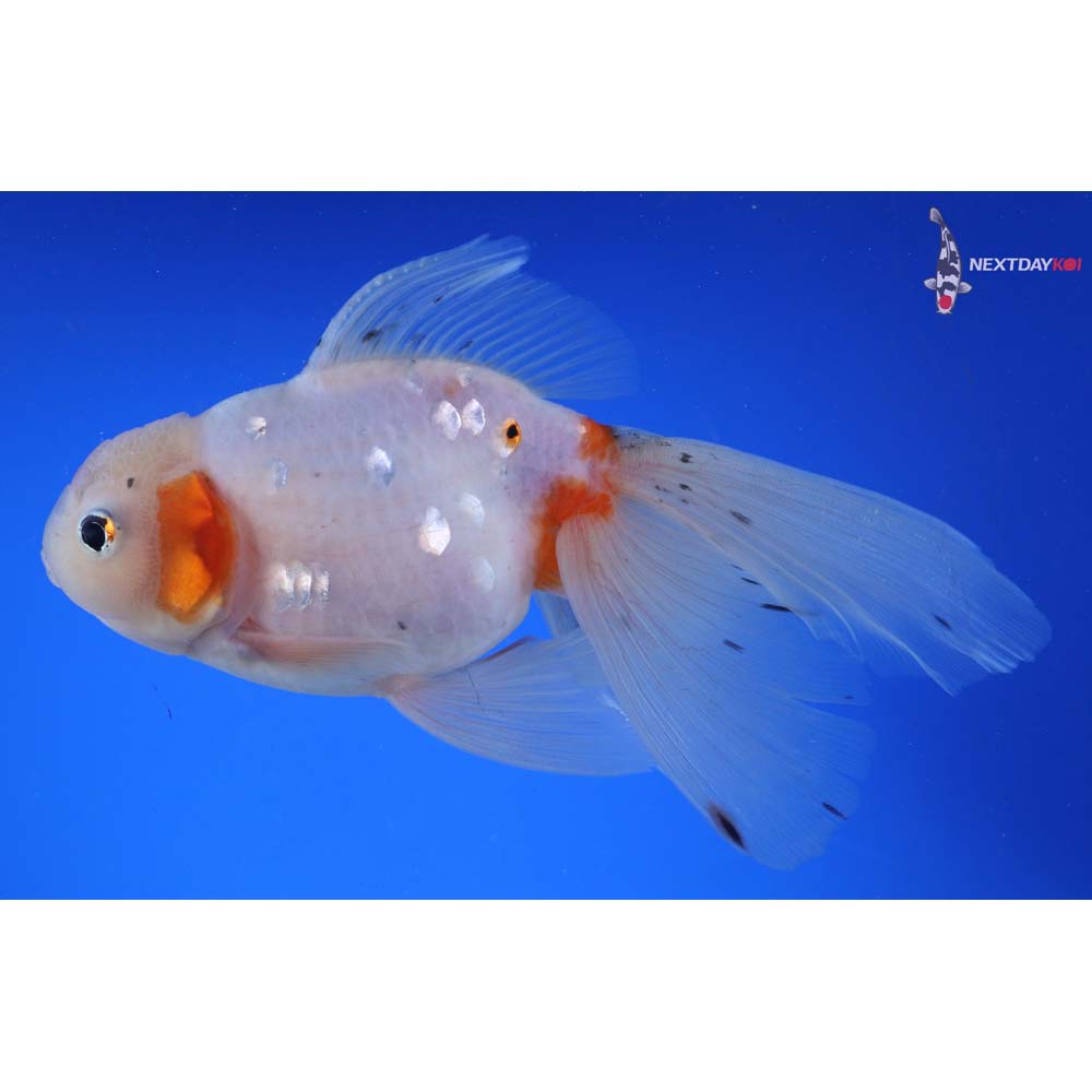 7” Imported Calico Oranda
