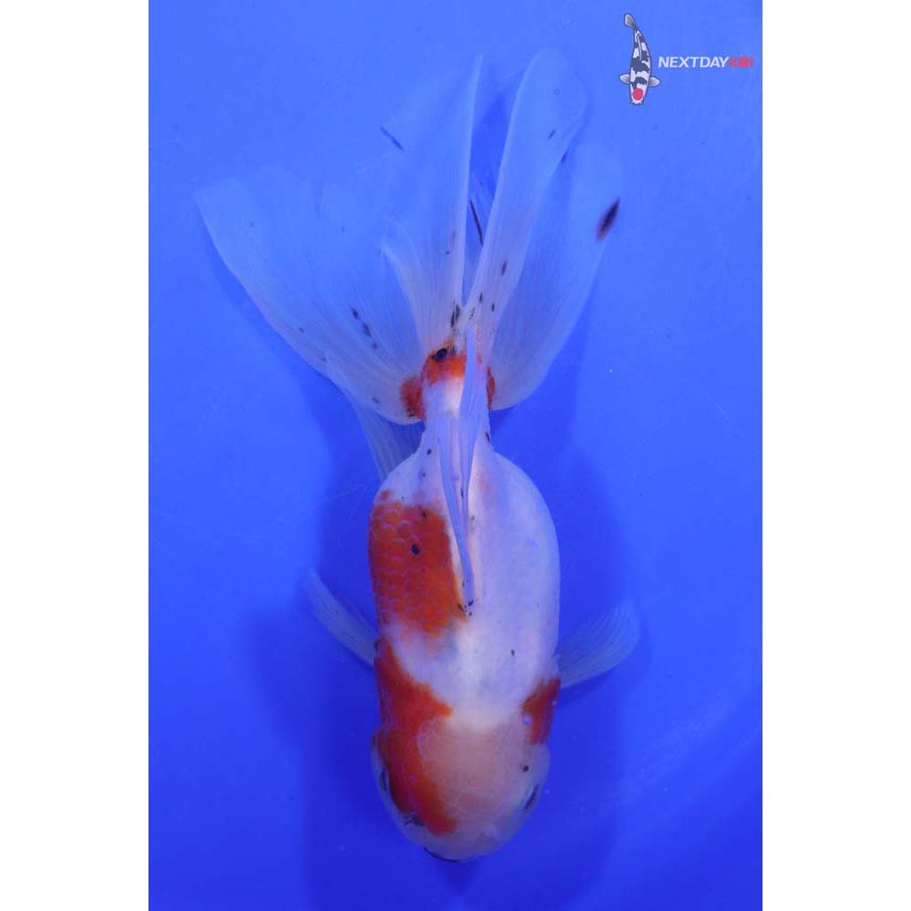 7” Imported Calico Oranda