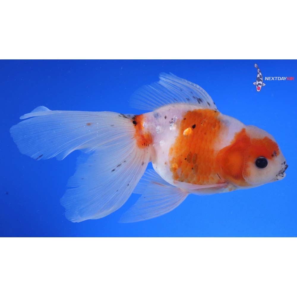 7” Imported Calico Oranda
