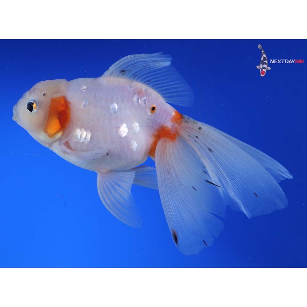 7” Imported Calico Oranda