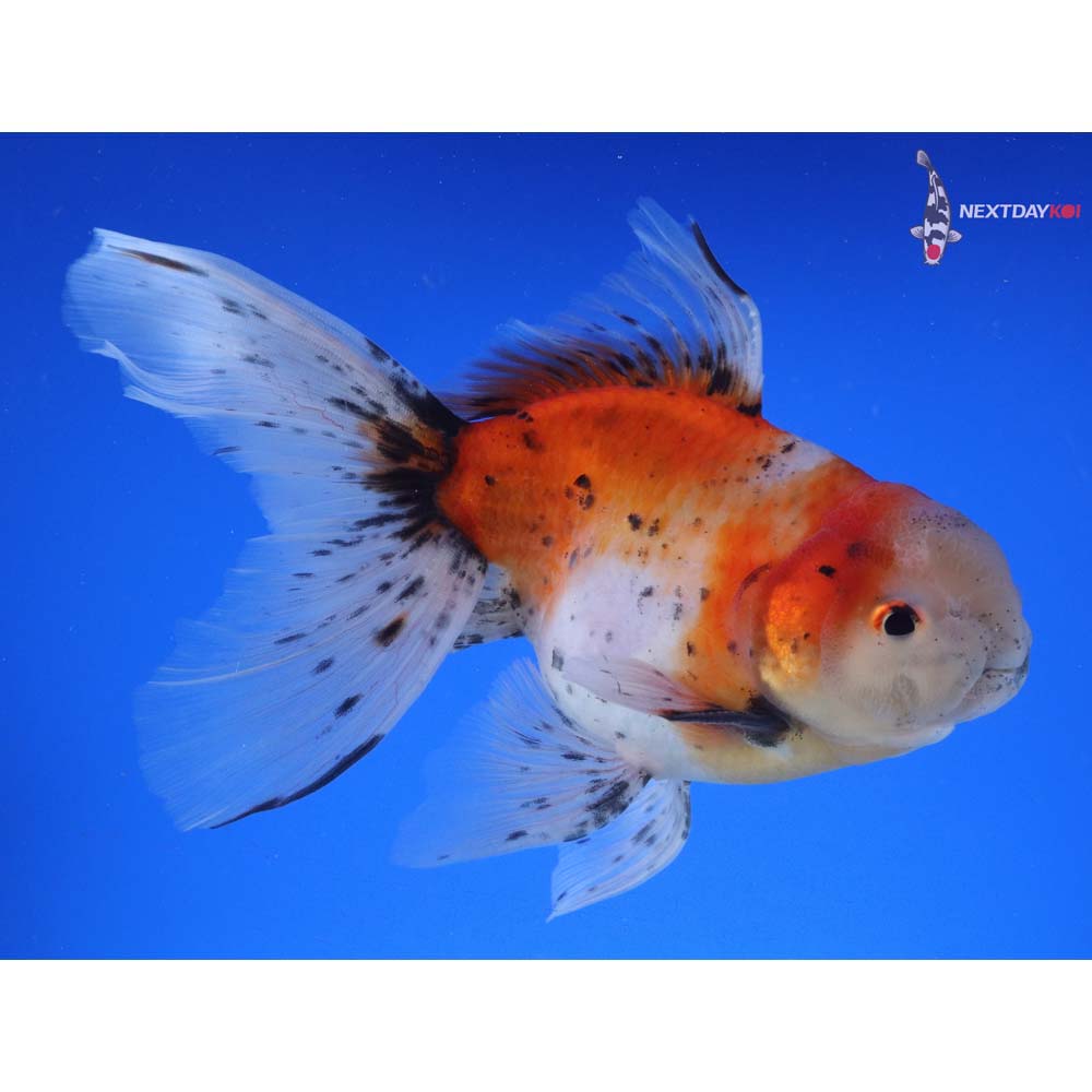 7” Imported Male Calico Oranda
