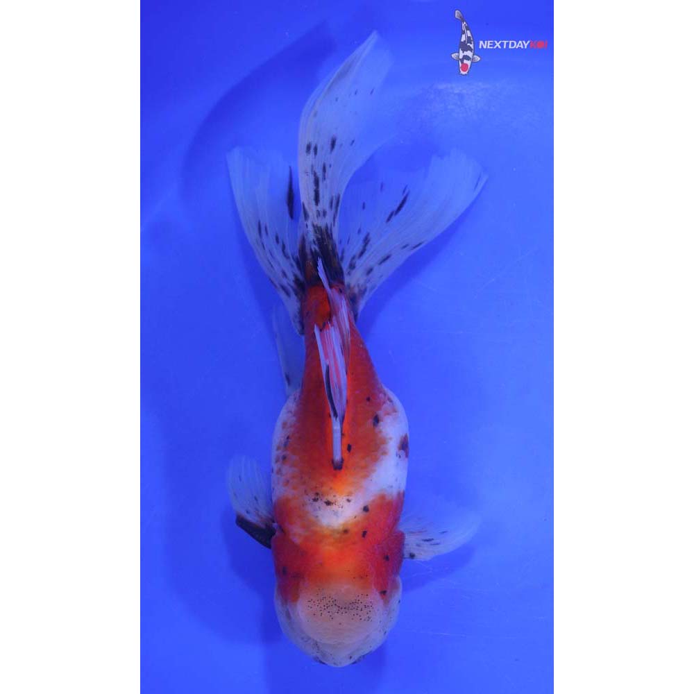 7” Imported Male Calico Oranda