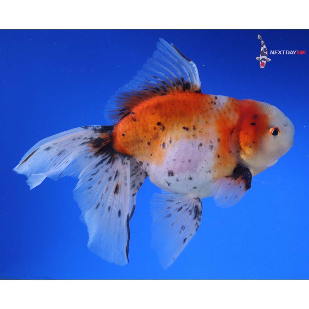 7” Imported Male Calico Oranda