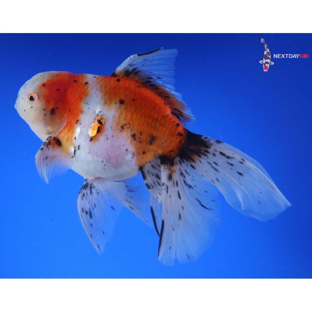 7” Imported Male Calico Oranda