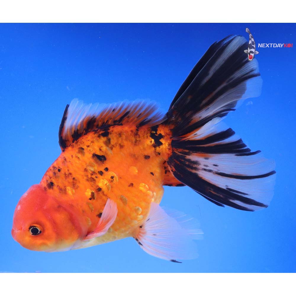 7” Imported Calico Oranda