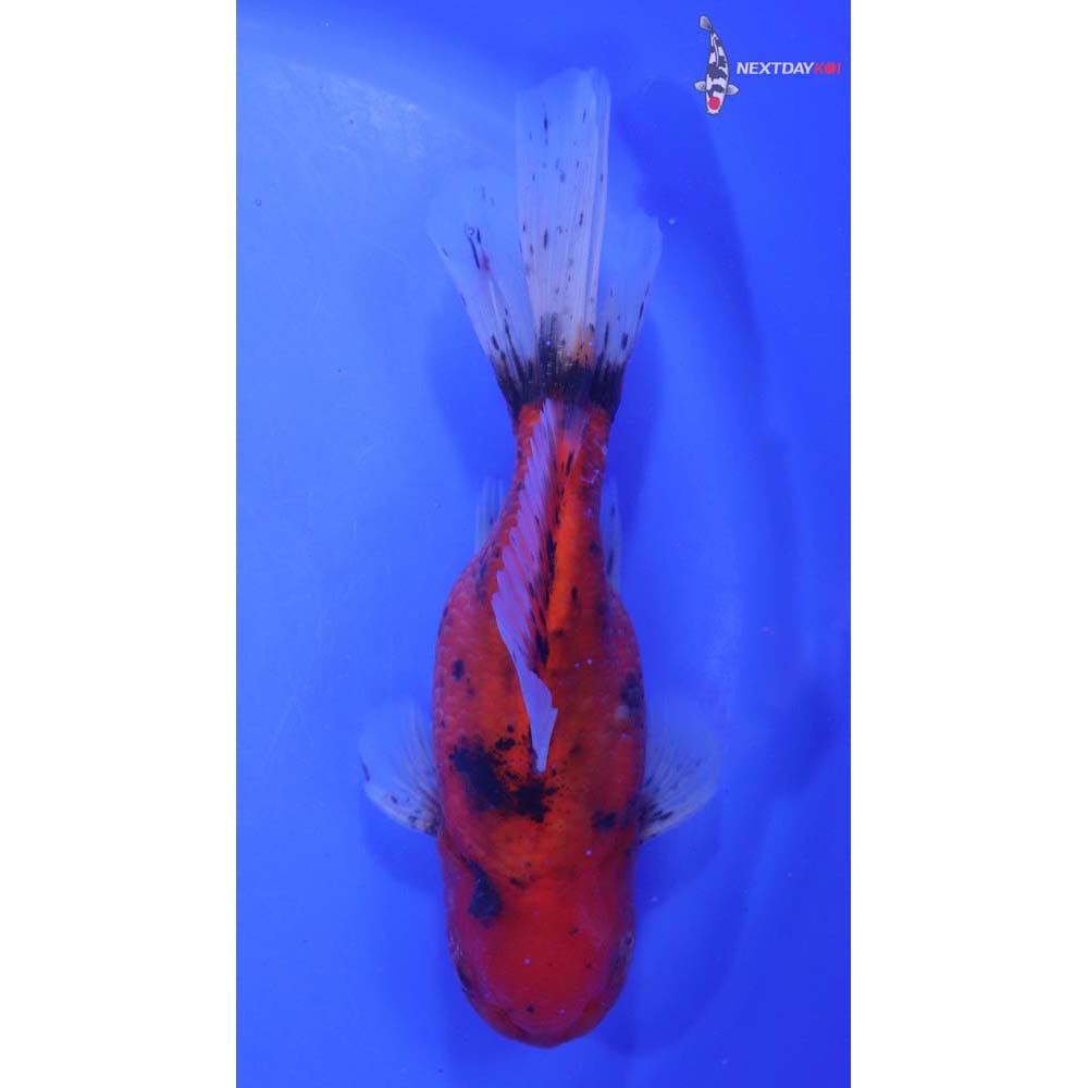 7.5” Imported Calico Oranda