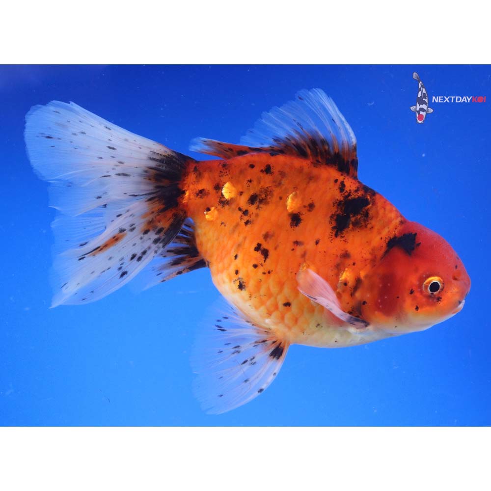 7.5” Imported Calico Oranda