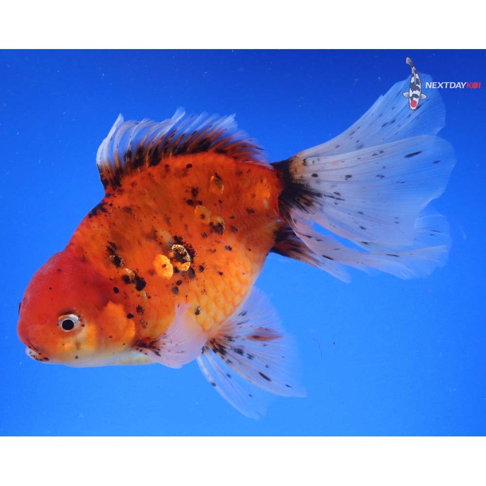 7.5” Imported Calico Oranda