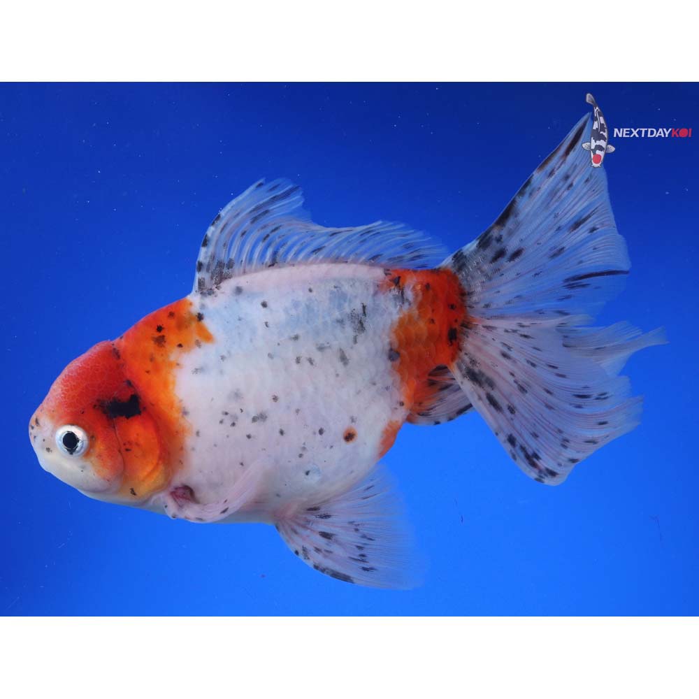 7.5” Imported Calico Oranda