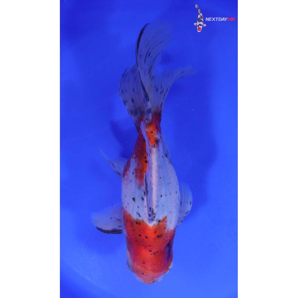 7.5” Imported Calico Oranda