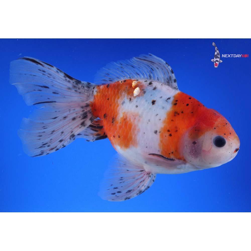7.5” Imported Calico Oranda