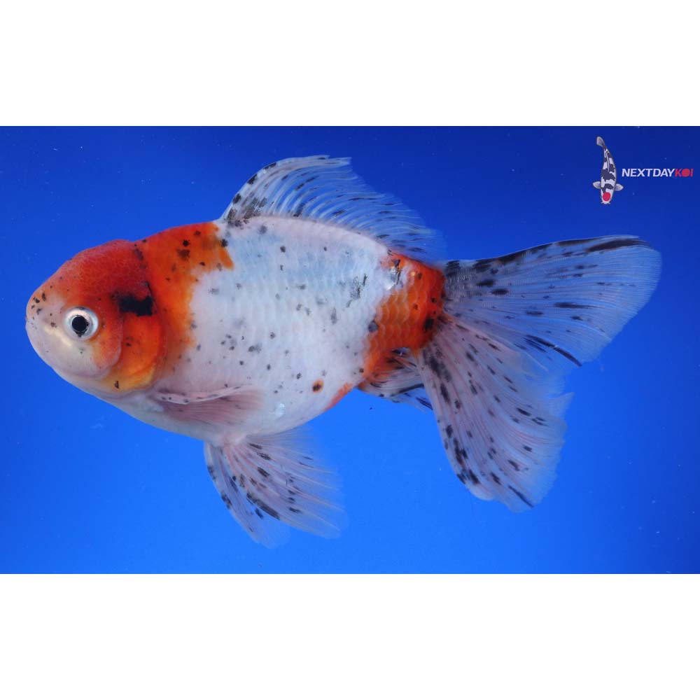 7.5” Imported Calico Oranda