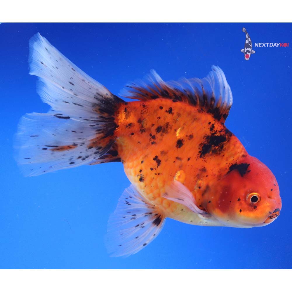 7.5” Imported Calico Oranda