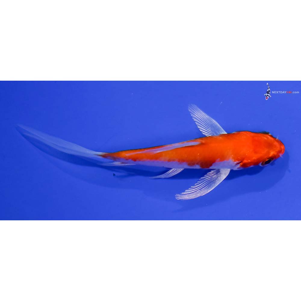 3.5” Imported Hariwake Butterfly Koi
