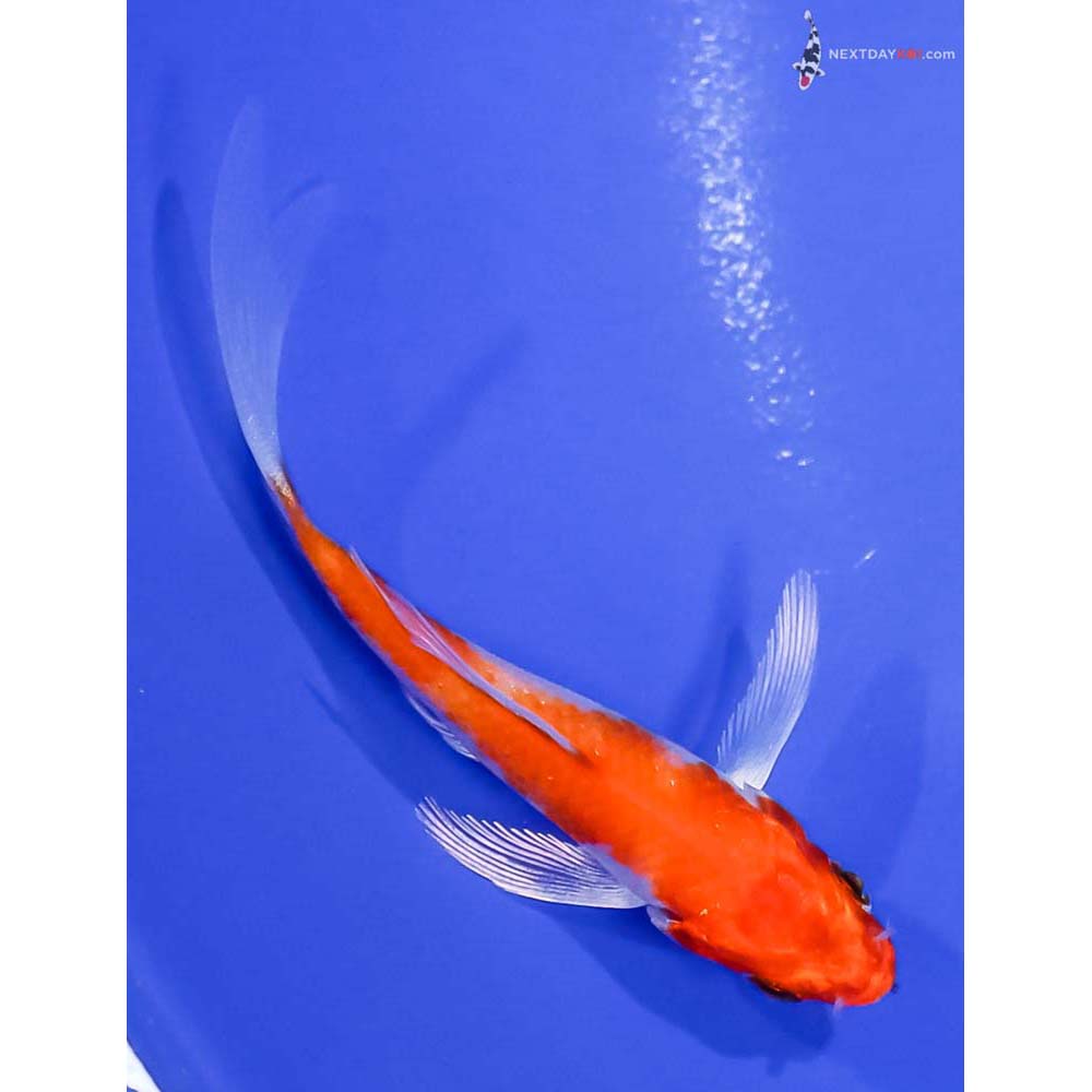 3.5” Imported Hariwake Butterfly Koi