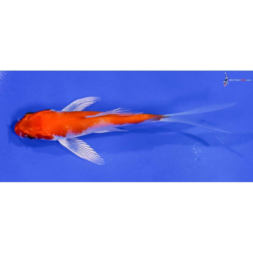 3.5” Imported Hariwake Butterfly Koi