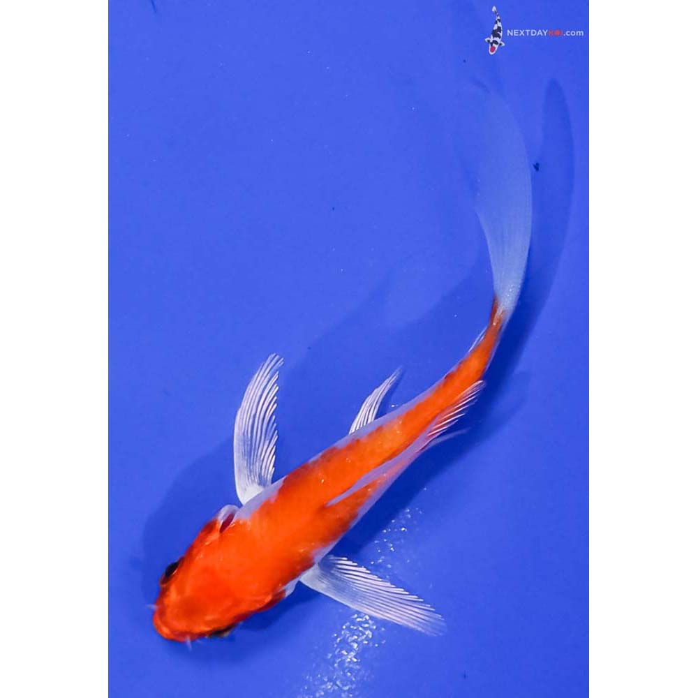 3.5” Imported Hariwake Butterfly Koi