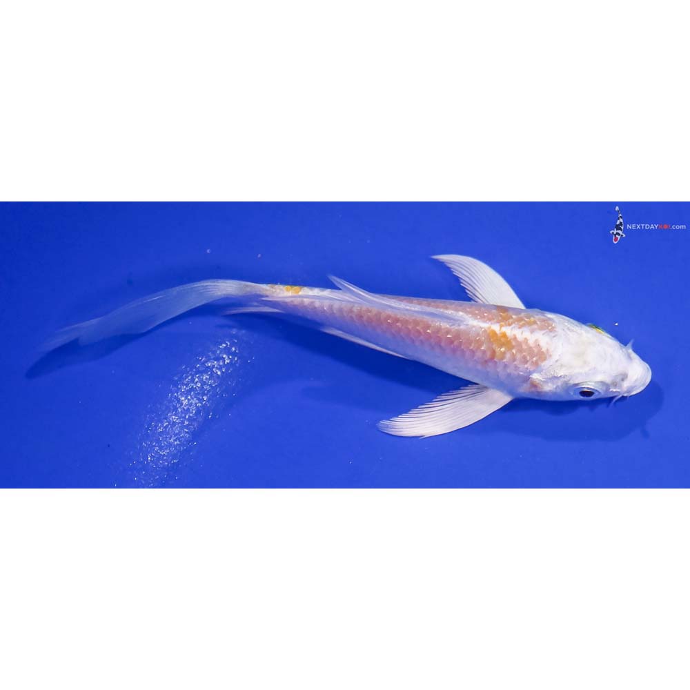4” Imported Lemon Hariwake Butterfly Koi