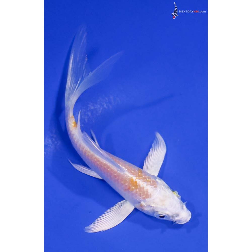 4” Imported Lemon Hariwake Butterfly Koi