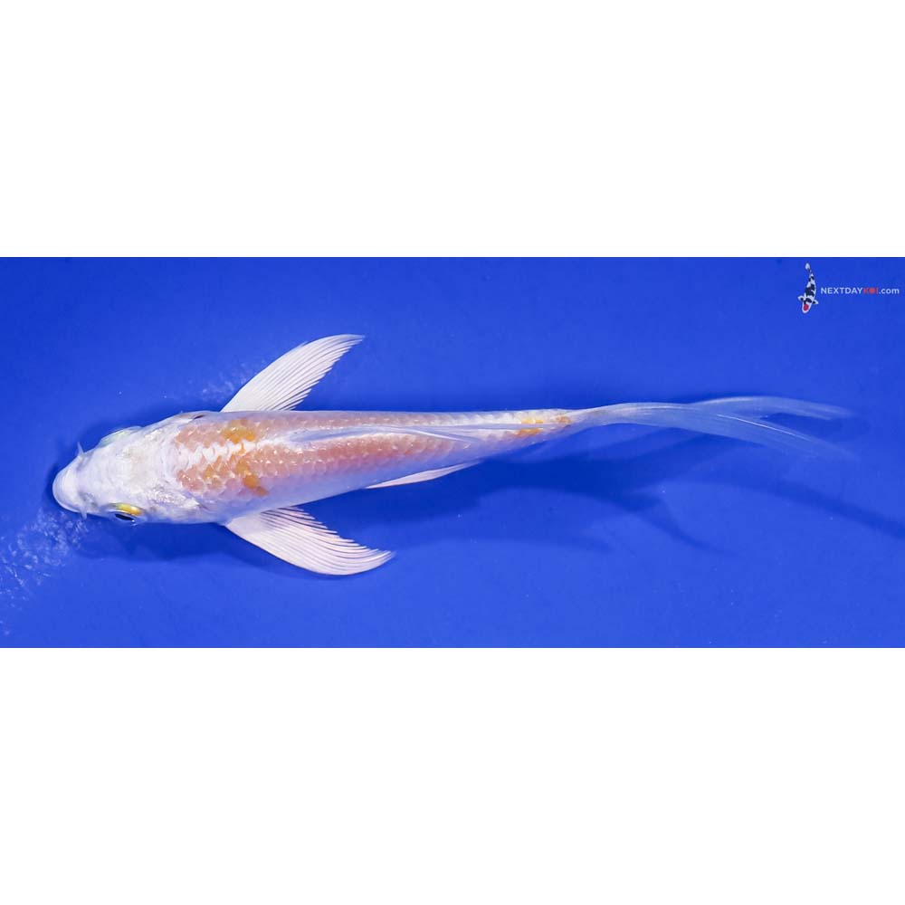 4” Imported Lemon Hariwake Butterfly Koi