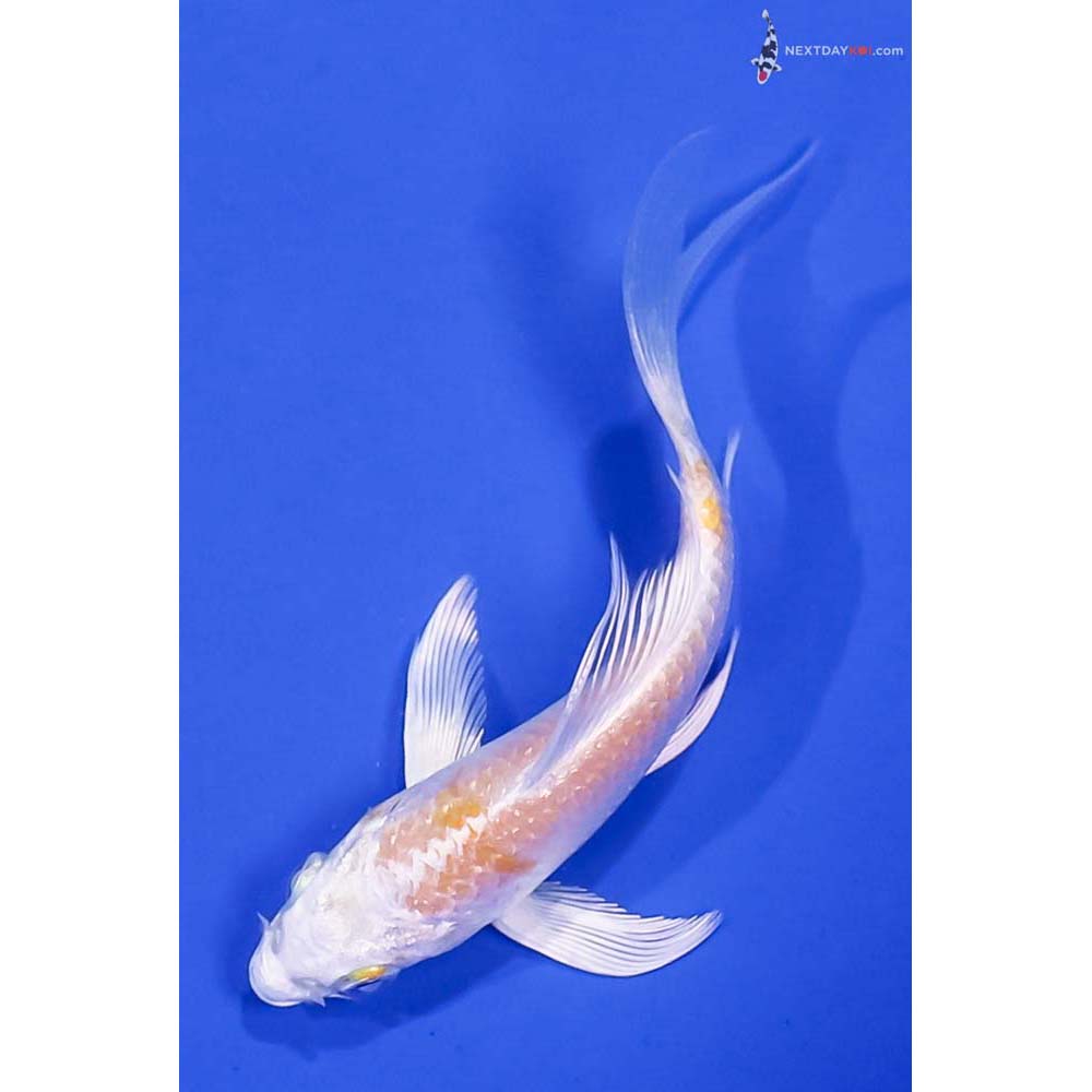 4” Imported Lemon Hariwake Butterfly Koi