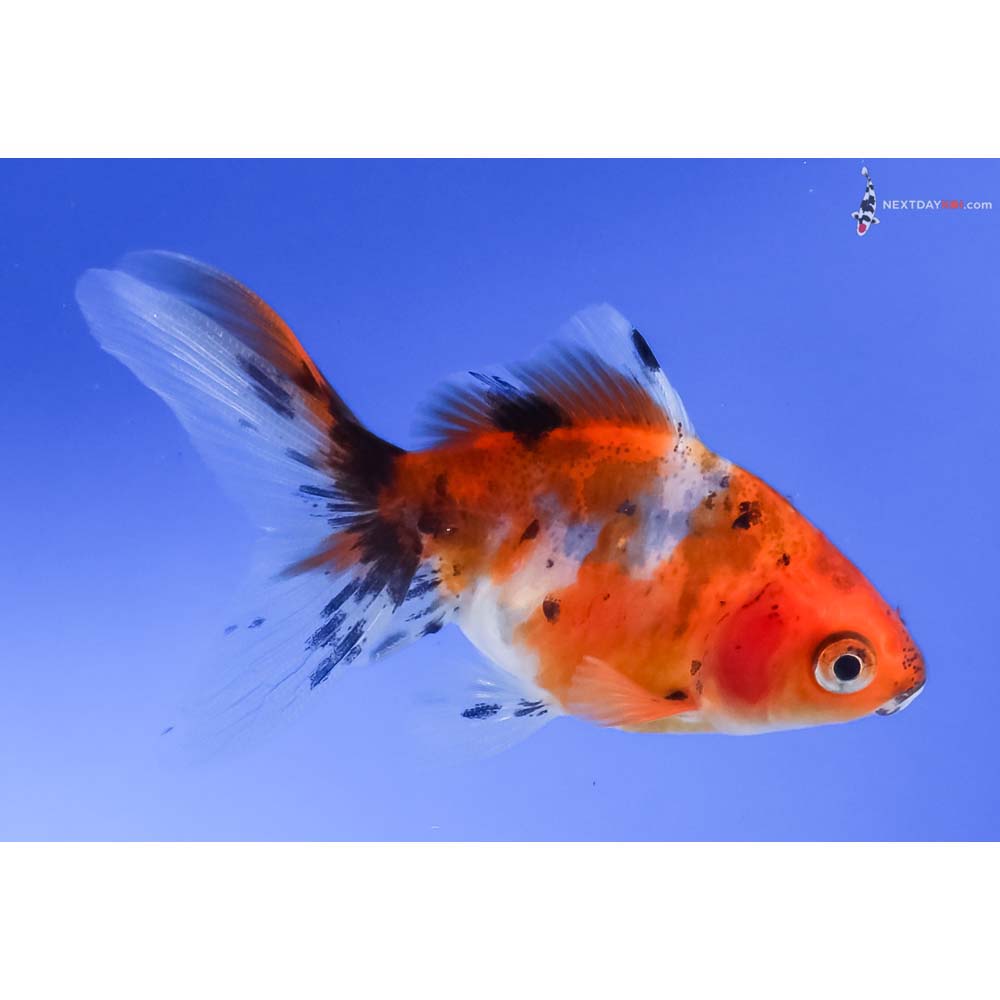 2.5” Imported Calico Fantail