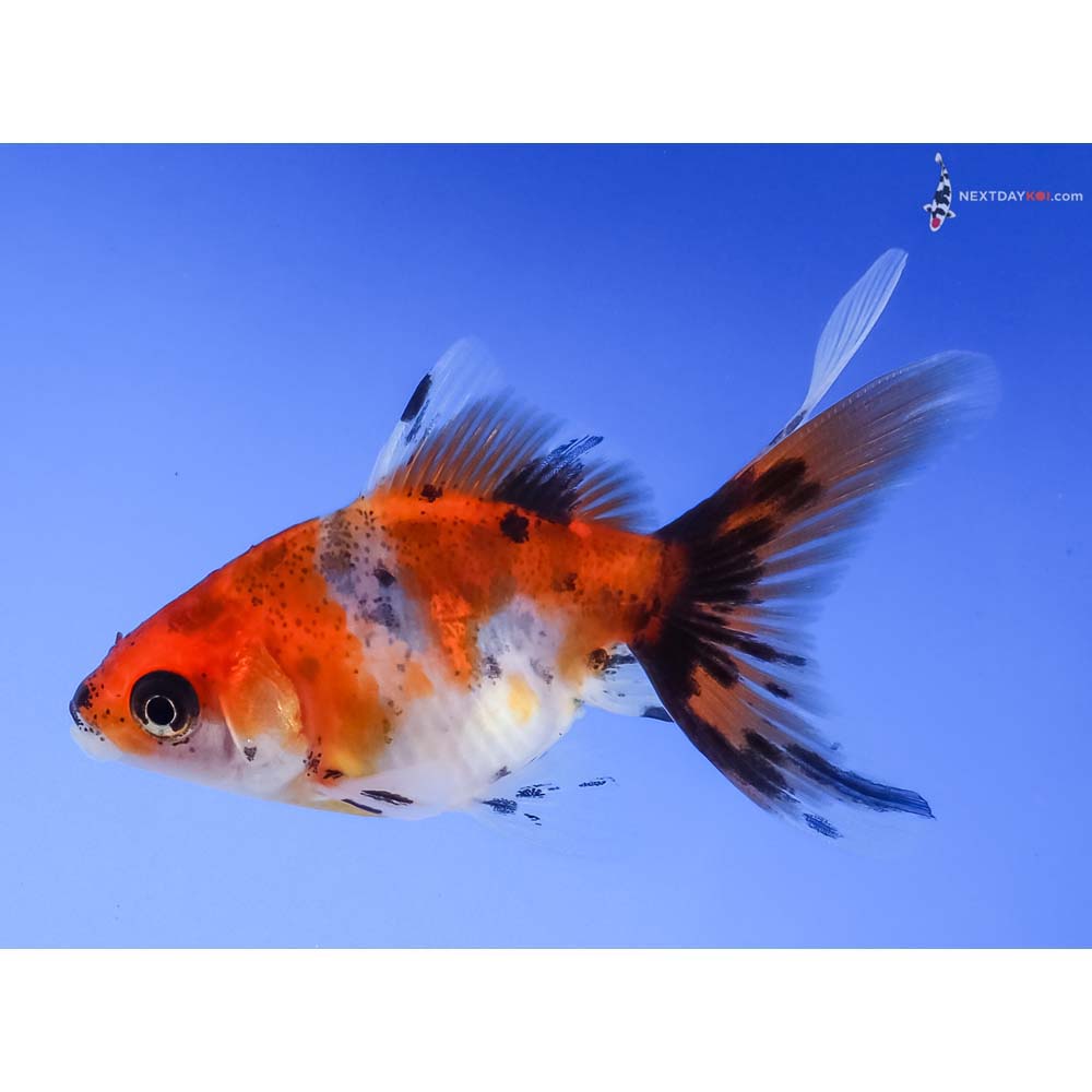 2.5” Imported Calico Fantail