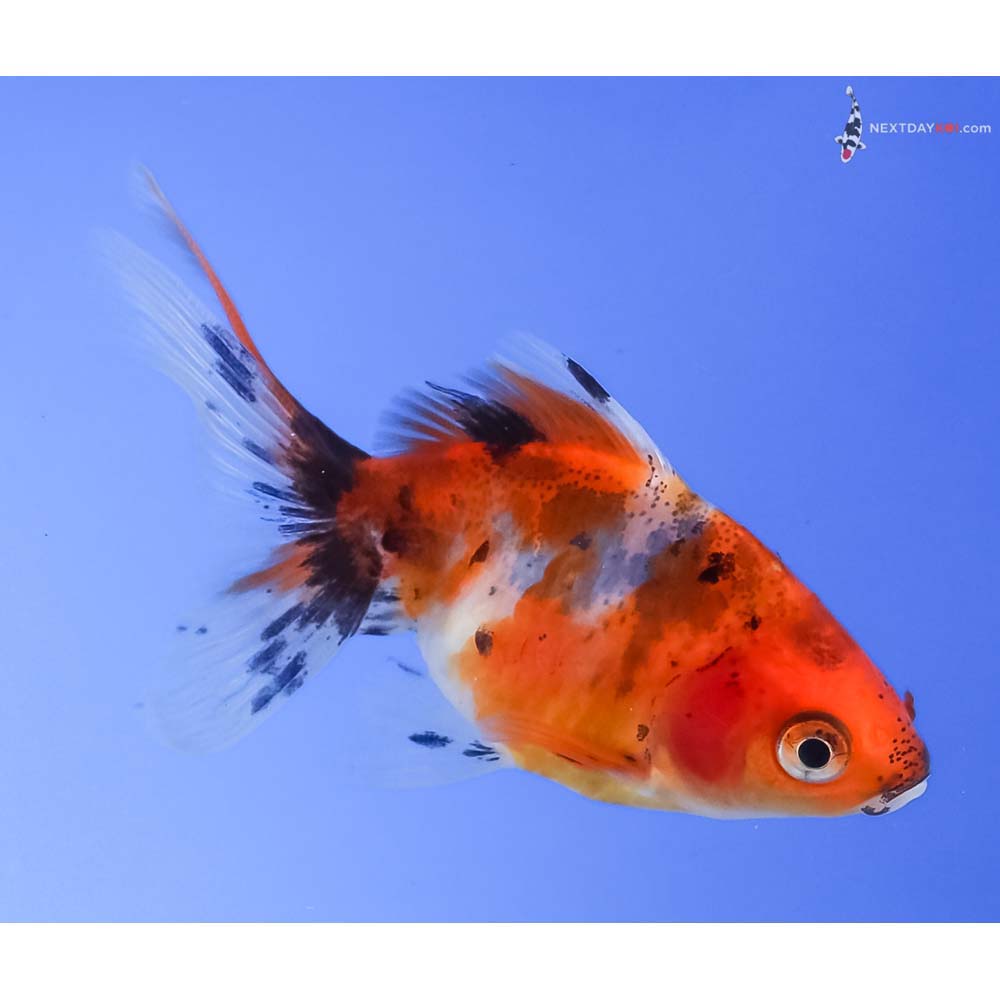 2.5” Imported Calico Fantail