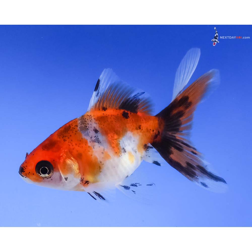 2.5” Imported Calico Fantail