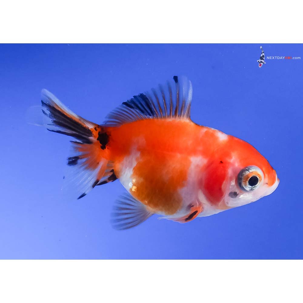 2.5” Imported Calico Fantail