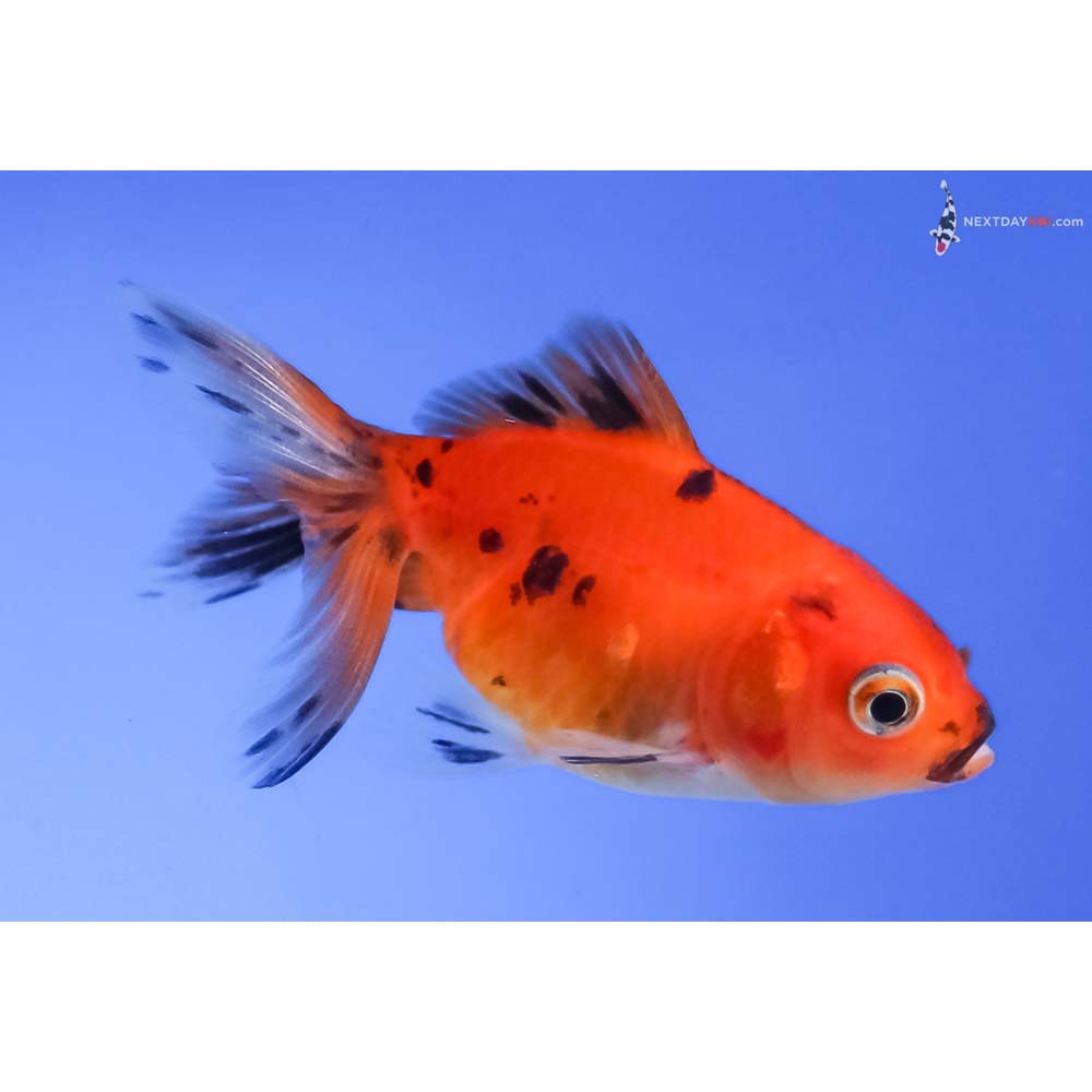 2.5” Imported Calico Fantail
