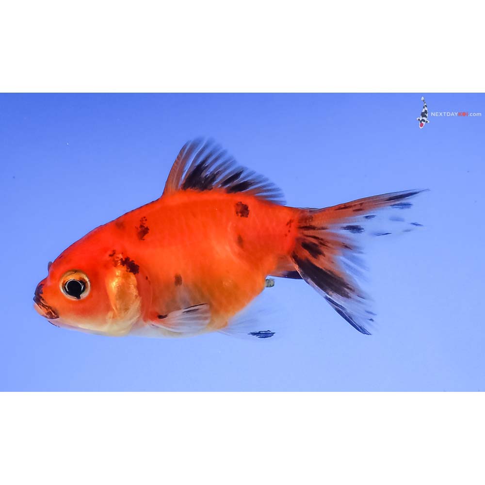 2.5” Imported Calico Fantail