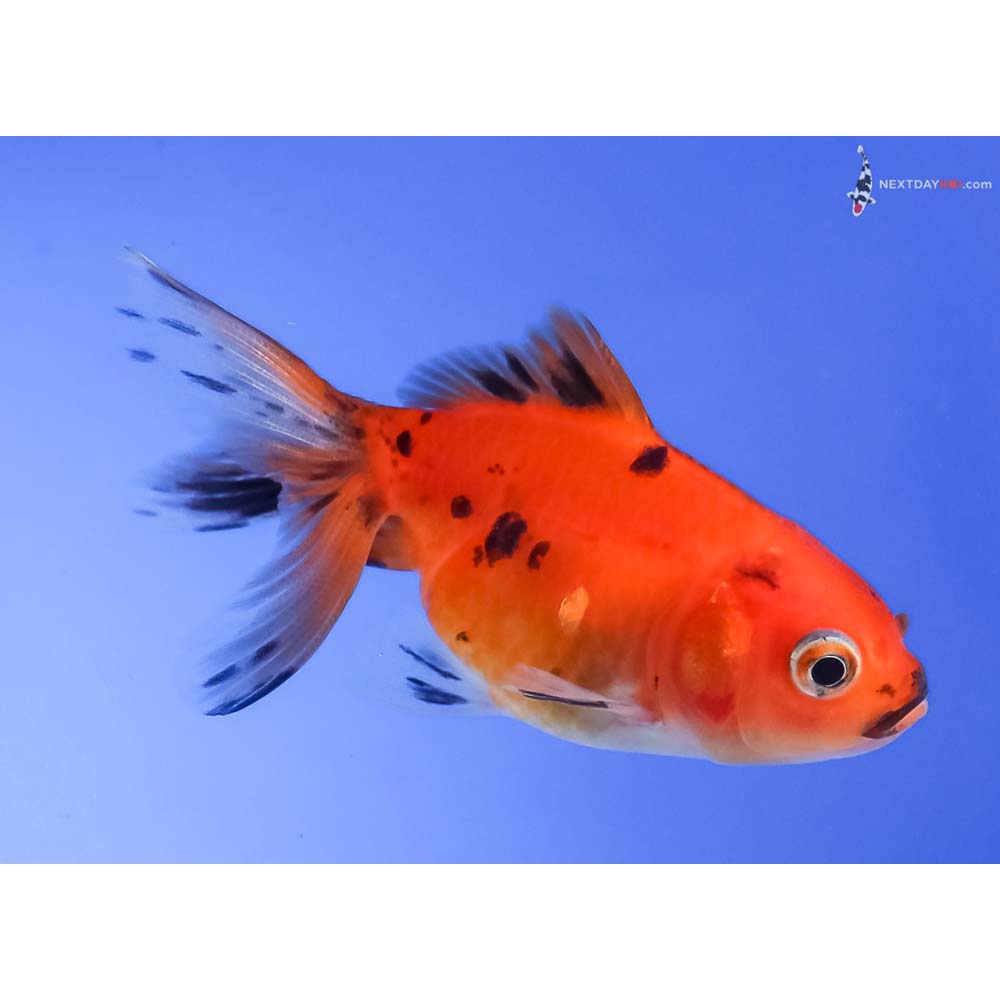 2.5” Imported Calico Fantail