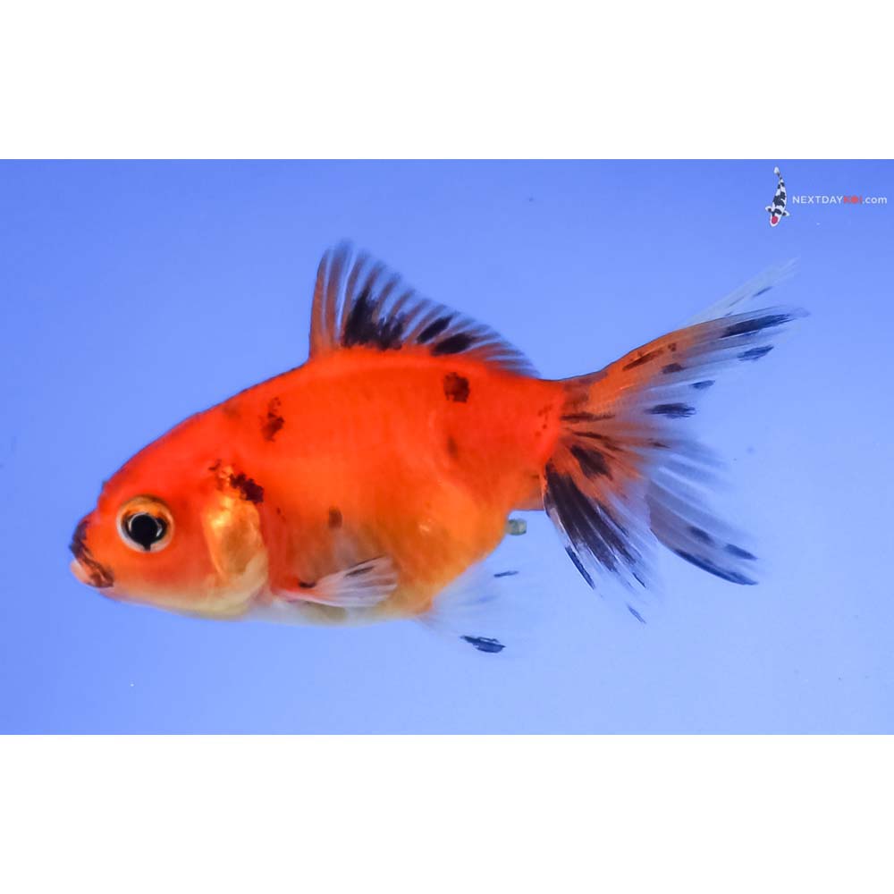 2.5” Imported Calico Fantail