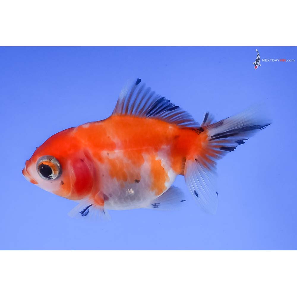 2.5” Imported Calico Fantail