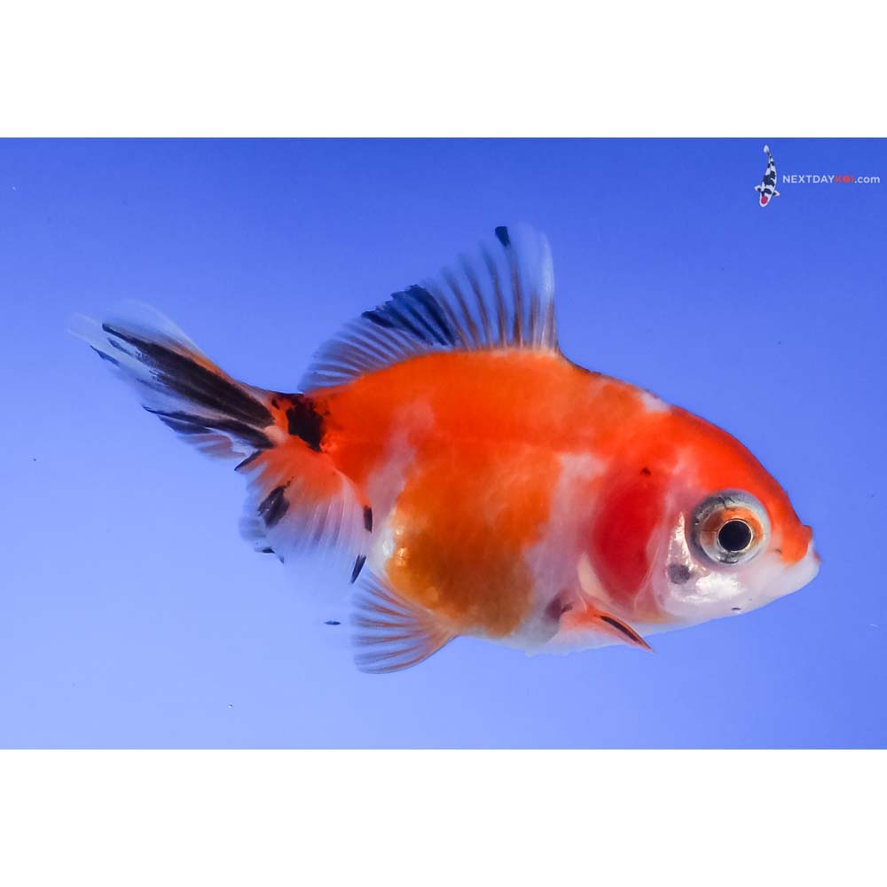2.5” Imported Calico Fantail