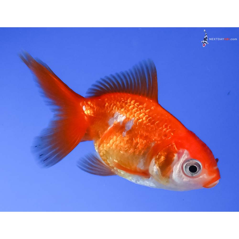 2.5” Imported Red and White Fantail
