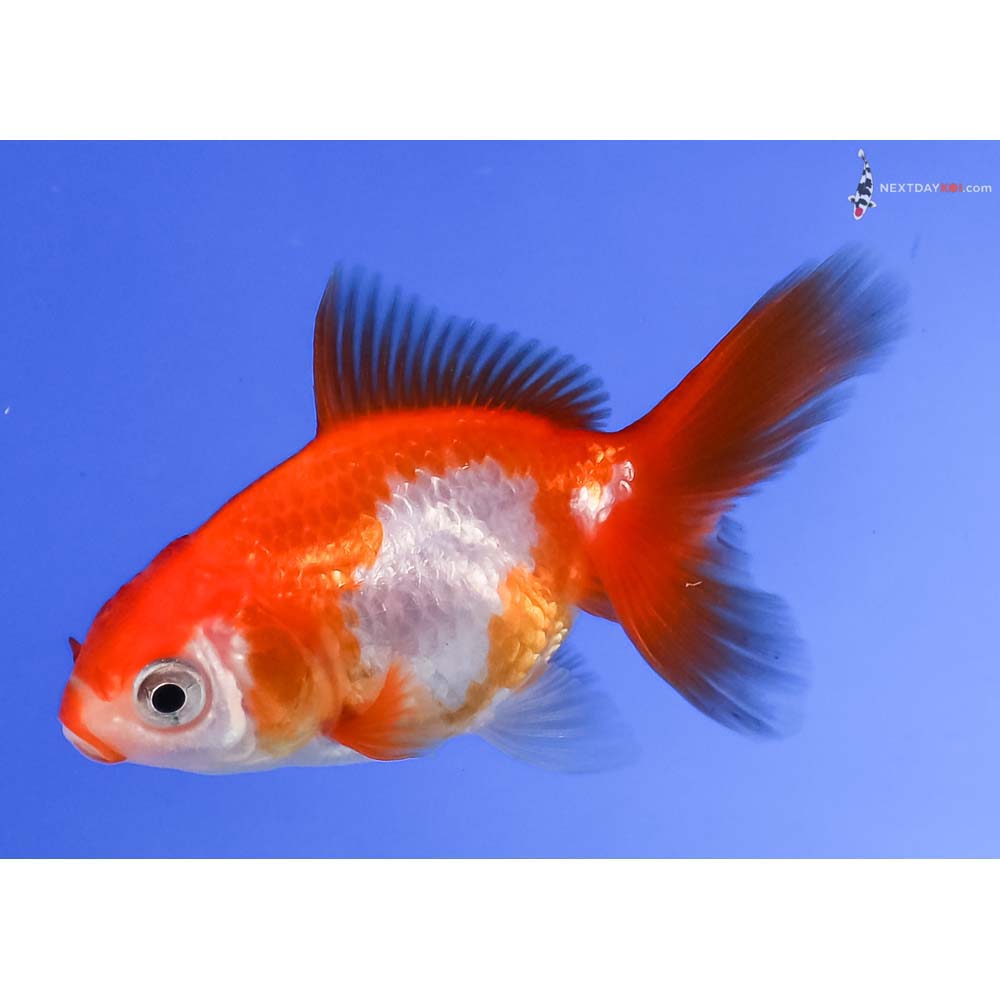 2.5” Imported Red and White Fantail